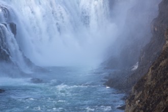 Whooper swan (Cygnus cygnus) at the base of the Gullfoss waterfall