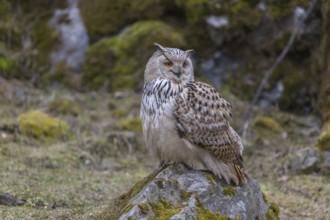 One Siberian Eagle Owl (Bubo bubo sibiricus) sitting on a mossy rock with rocks and grass in the