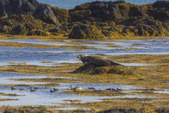 One harbor seal (Phoca vitulina), also known as the common seal, resting on a rock at the coast of