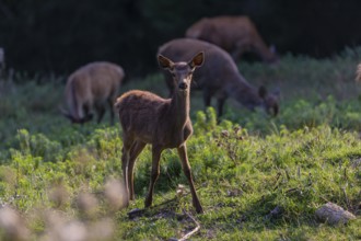 One Red Deer fawn (Cervus elaphus) standing on a green meadow. A dark forest in the background