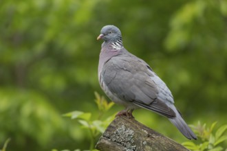 One common wood pigeon (Columba palumbus) standing on a fallen tree. Green vegetation in the
