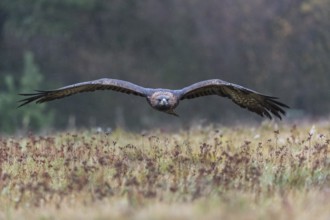 One golden eagle (Aquila chrysaetos) flying over a meadow during snow fall. A forest in the