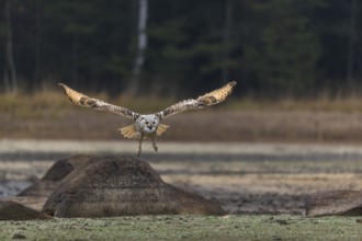 One Siberian Eagle Owl (Bubo bubo sibiricus) flying over a dry lakeshore on an autumnal misty cold