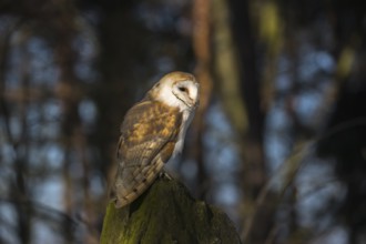 One barn owl (Tyto alba) sitting on top of a tree stump. Spotlight on the bird and dark trees in