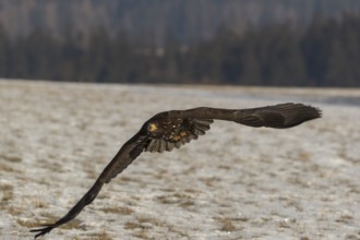 One white-tailed eagle (Haliaeetus albicilla) flying over a snow covered field in bright sunlight