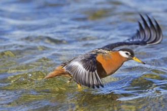 Red phalarope, grey phalarope (Phalaropus fulicarius) female in breeding plumage taking off from