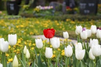Gönningen tulip blossom, historical cemetery Gönningen, tulips (Tulipa), flowers, white, red
