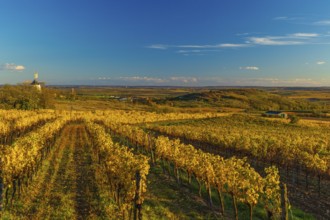 Surrounded by Vineyards. Windmill Retz, located in Lower Austria. The windmill is one of the last