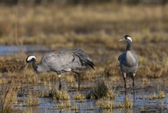 Common crane (Grus grus), Hornborga, Sweden, Europe