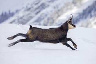 Alpine chamois (Rupicapra rupicapra) female in dark winter coat running down snow covered mountain