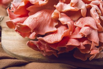 Pink oyster mushroom, bunch, close-up, raw, no people