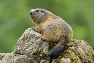 Alpine marmot (Marmota marmota), sitting on rocks, Switzerland, Europe
