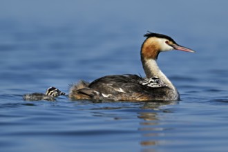 Great Crested Grebe (Podiceps Scalloped ribbonfish), with chicks in plumage swimming in the water,