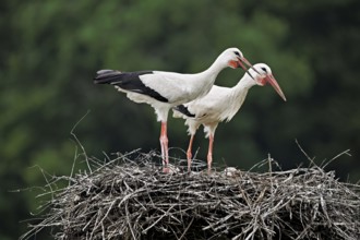 White storks (Ciconia ciconia), mating pair standing on eyrie, Canton Aargau, Switzerland, Europe