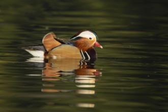 Mandarin duck (Aix galericulata) adult male bird on a lake, England, United Kingdom, Europe