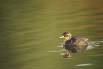 Little grebe (Tachybaptus ruficollis) young bird, Allgäu, Bavaria, Germany, Allgäu, Bavaria,