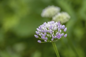 Perennial ornamental leek (Allium senescens), North Rhine-Westphalia, Germany, Europe