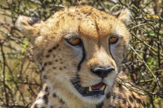 Close up of a Cheetah (Acinonyx jubatus) with an intense searching look in the bush, Maasai Mara