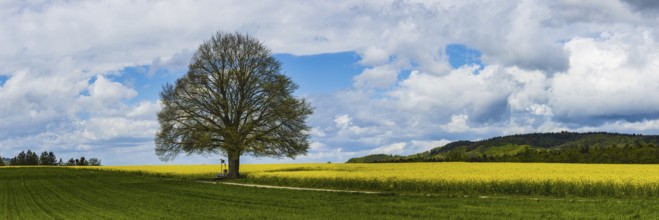 Lime tree (Tilia) on the Hödinger Berg, Hödingen, Lake Constance district, Upper Swabia,