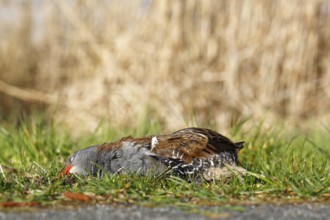 Water rail (Rallus aquaticus), roadside casualty, Flusslandschaft Peenetal nature park Park,