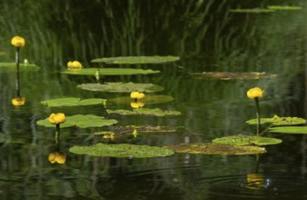 Yellow water-lilies (Nuphar lutea), water, Lower Austria