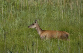 Doe (Cervus elaphus), meadow, Lower Austria