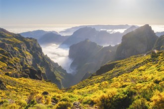 View from Pico do Arieiro of mountains over clouds with blooming Cytisus shrubs on sunset with