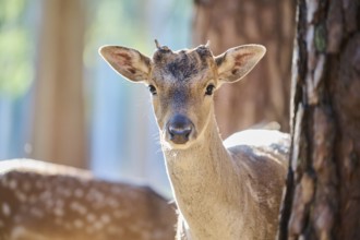 European fallow deer (Dama dama) buck, portrait, in a forest, Bavaria, Germany, Europe