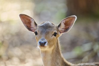 European fallow deer (Dama dama) youngster, portrait, in a forest, Bavaria, Germany, Europe