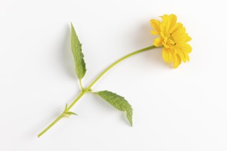 Sun eye (Heliopsis) on a white background