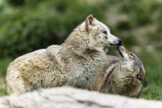 Two wolves interacting in a green, natural environment, possibly showing social bonding,