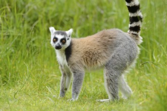 Ring-tailed lemur (Lemur catta) on a meadow, captive, Zoo Augsburg