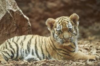 Close-up of a Siberian tiger (Panthera tigris altaica) cub, captive