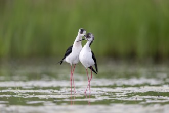 Black-winged Black-winged Stilt (Himantopus himantopus), couple making love in the water,
