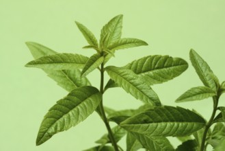 Lemon verbena, close-up of the plant, Aloysia citrodora