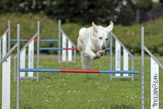 White Swiss Shepherd, Agility