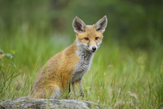 Red fox (Vulpes vulpes), young fox sitting in the green grass of a forest, summer, Hesse, Germany,