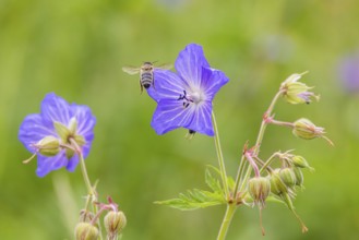 Meadow cranesbill (Geranium pratense) . Eninger Weide on the Swabian Alb, Eningen unter Achalm,