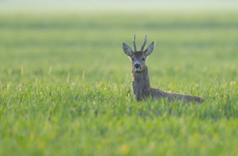 European roe deer (Capreolus capreolus), roebuck standing in a grain field and looking attentively,