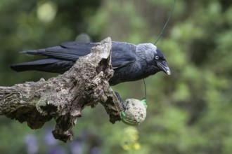 Western jackdaw (Corvus monedula) at a fat ball, Emsland, Lower Saxony, Germany, Europe