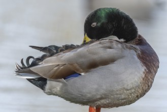 Male mallard duck (Anas platyrhynchos) resting by a river in spring. Bas Rhin, Alsace, France,