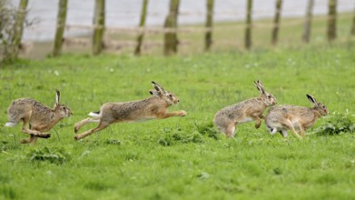 Several hares (Lepus europaeus) running and playing in a meadow during the mating season, Lower
