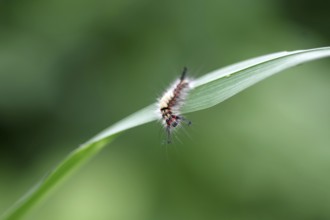 Rusty tussock moth (Orgyia antiqua), caterpillar, macro, moth, colourful, blade of grass, The