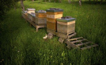 Beehives, meadow orchard, Römerstein, Swabian Alb biosphere reserve, Baden-Württemberg, Germany,