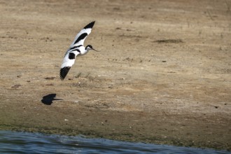 Black-capped avocet (Recurvirostra avosetta) approaching to land