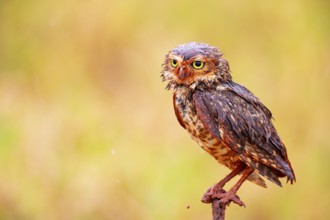 Burrowing owl (Speotyto cunicularia) Pantanal Brazil