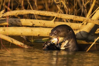 Giant otter (Pteronura brasiliensis) Pantanal Brazil