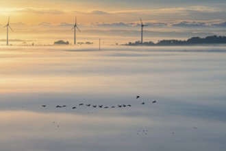 Flock of Cranes migrating south in a foggy landscape with wind turbines rising above the fog in