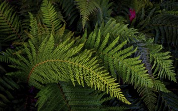 Nature, Plant, Fern, Tracheophyta, green
