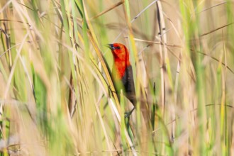 Red-headed blackbird (Amblyramphus holosericeus) Pantanal Brazil